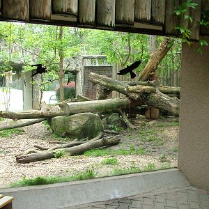 Persian Leopard exhibit at Jihlava, 31/05/10