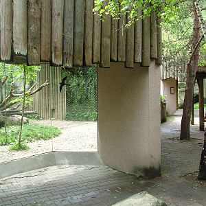 Cat exhibits at Jihlava, 31/05/10