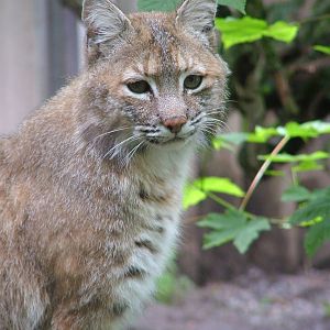 Bobcat at Jihlava, 31/05/10