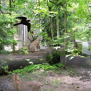 Bobcat exhibit at Jihlava, 31/05/10
