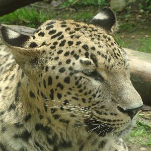 Persian Leopard at Jihlava, 31/05/10