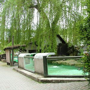 Asian Short-clawed Otter exhibit at Jihlava, 31/05/10