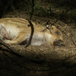 Flaked out in the sun