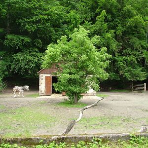 Zebra paddock at Jihlava, 31/05/10
