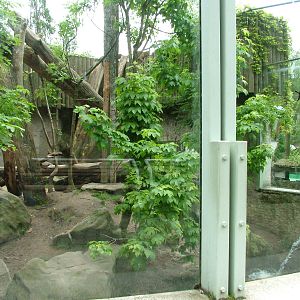 Sumatran Tiger out door exhibit at Jihlava, 31/05/10