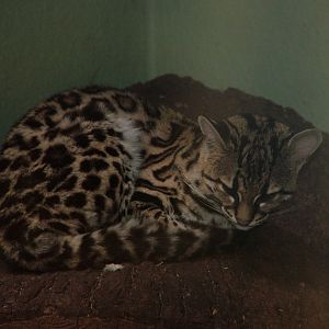 Margay at Jihlava, 31/05/10