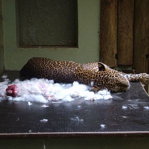 Sri Lankan Leopard at Jihlava, 31/05/10