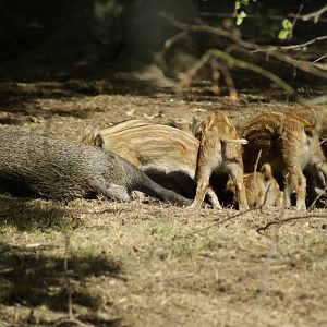 seconds later, Feeding time, 2 mums side by side