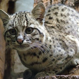 Geoffroy's Cat at Jihlava, 31/05/10