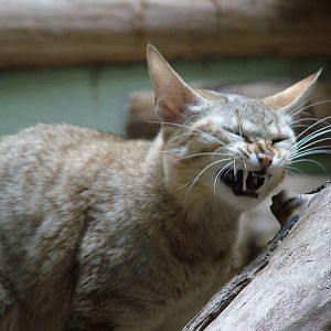 Gordon's Cat at Jihlava, 31/05/10