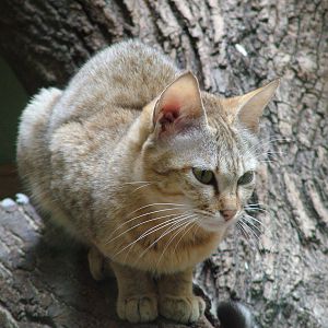 Gordon's Cat at Jihlava, 31/05/10