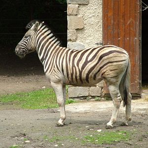 Damara Zebra at Jihlava, 31/05/10