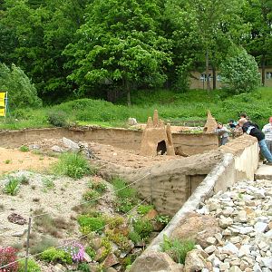 Meerkat exhibit at Jihlava, 31/05/10
