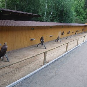 Birds of prey at Jihlava, 30/05/10