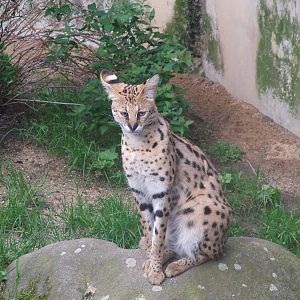 Serval at Jihlava, 30/05/10