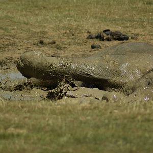 splashing about in the mud bath