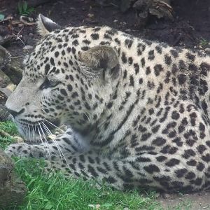 Persian Leopard at Jihlava, 30/05/10