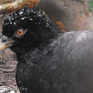 Male Red Billed Curasow