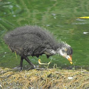 Coot Chick