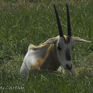 scimitar Horned Oryx