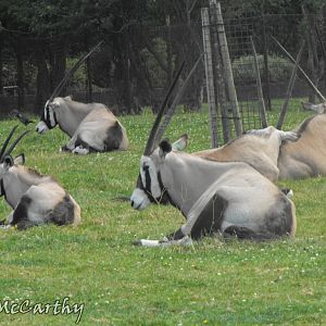 Gemsbok Family
