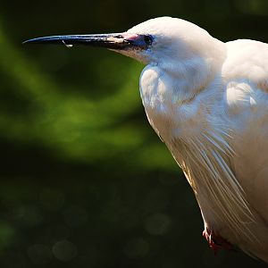 Egret