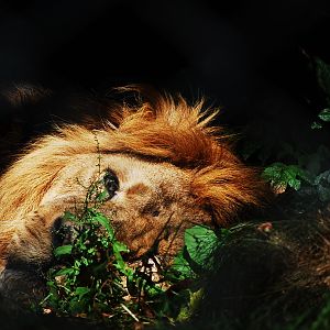 Kamal Asiatic Lion