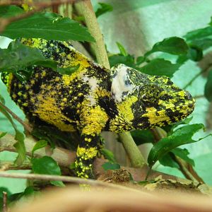 Meller's chameleon at Marwell Wildlife, 11 July 2010