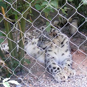 Indeever the snow leopard at Marwell Wildlife, 11 July 2010