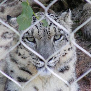 Indeever the snow leopard at Marwell Wildlife, 11 July 2010