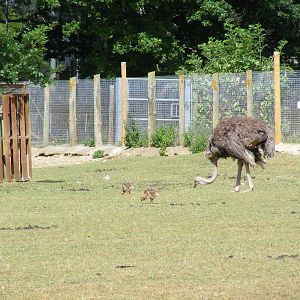 Ostrich with chicks at Marwell Wildlife, 11 July 2010
