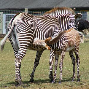 Grevy's zebra with foal at Marwell Wildlife, 11 July 2010