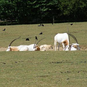 Scimitar-horned oryxes with calves at Marwell Wildlife, 11 July 2010