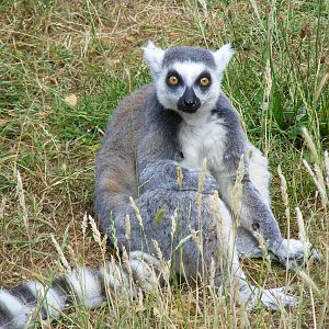 Ring-tailed lemur at Marwell Wildlife, 11 July 2010