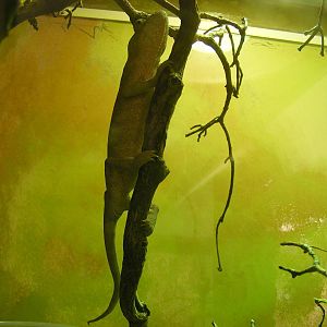 Panther chameleon at Marwell Wildlife, 11 July 2010