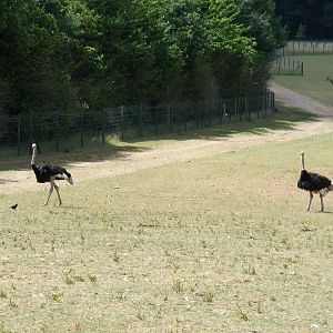 Ostriches and giraffes at Marwell Wildlife, 11 July 2010