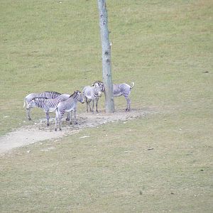 Grevy's zebras at Marwell Wildlife, 11 July 2010
