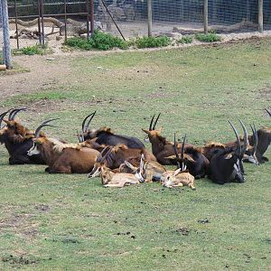 Sable antelopes with calves at Marwell Wildlife, 11 July 2010