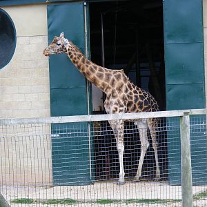 Kismet the giraffe at Marwell Wildlife, 11 July 2010