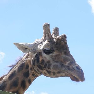 Kismet the giraffe at Marwell Wildlife, 11 July 2010