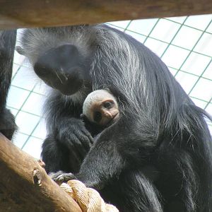 Western black and white colobus monkey with baby at Marwell Wildlife, 11 Ju