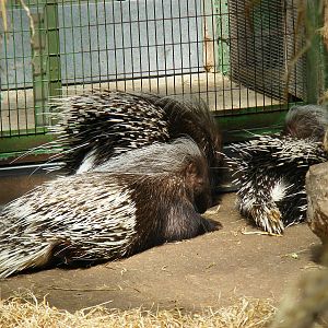 Crested porcupines at Marwell Wildlife, 11 July 2010