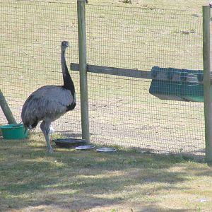 Greater rhea with chicks at Marwell Wildlife, 11 July 2010