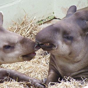 Rio and her father Ronaldo the Brazilian tapirs at Marwell Wildlife, 11 Jul