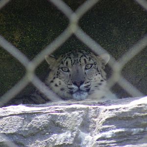 Irina the snow leopard at Marwell Wildlife, 11 July 2010