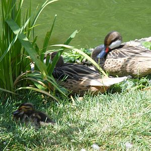 Bahama pintail family at Marwell Wildlife, 11 July 2010