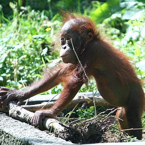 Baby Bornean Orang-Utan
