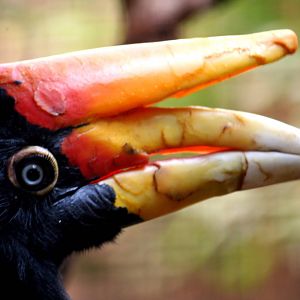Rhinoceros Hornbill