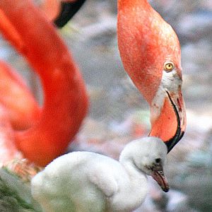 Caribbean Flamingo and Chick