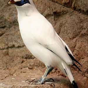 Bali Starling